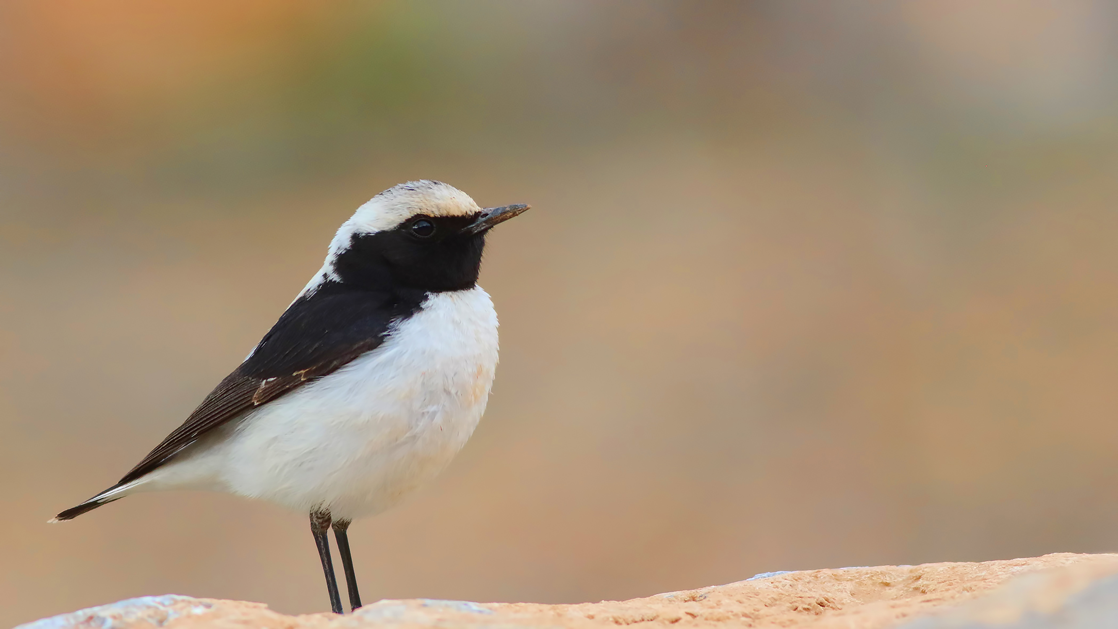 Finsch's Wheatear — Ana fotoğraf